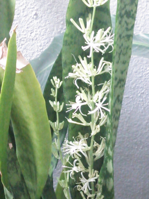 ブログ 虎の尾 サンスベリア の花